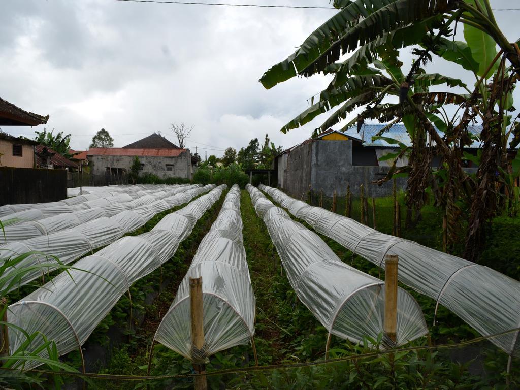 Dajan Buyan Homestay Bedugul  Exteriör bild